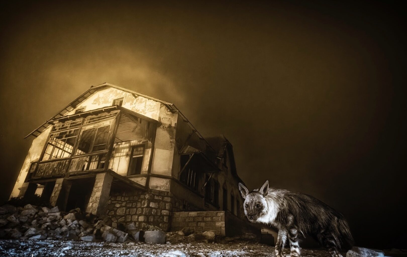 Wildlife Photographer of the Year