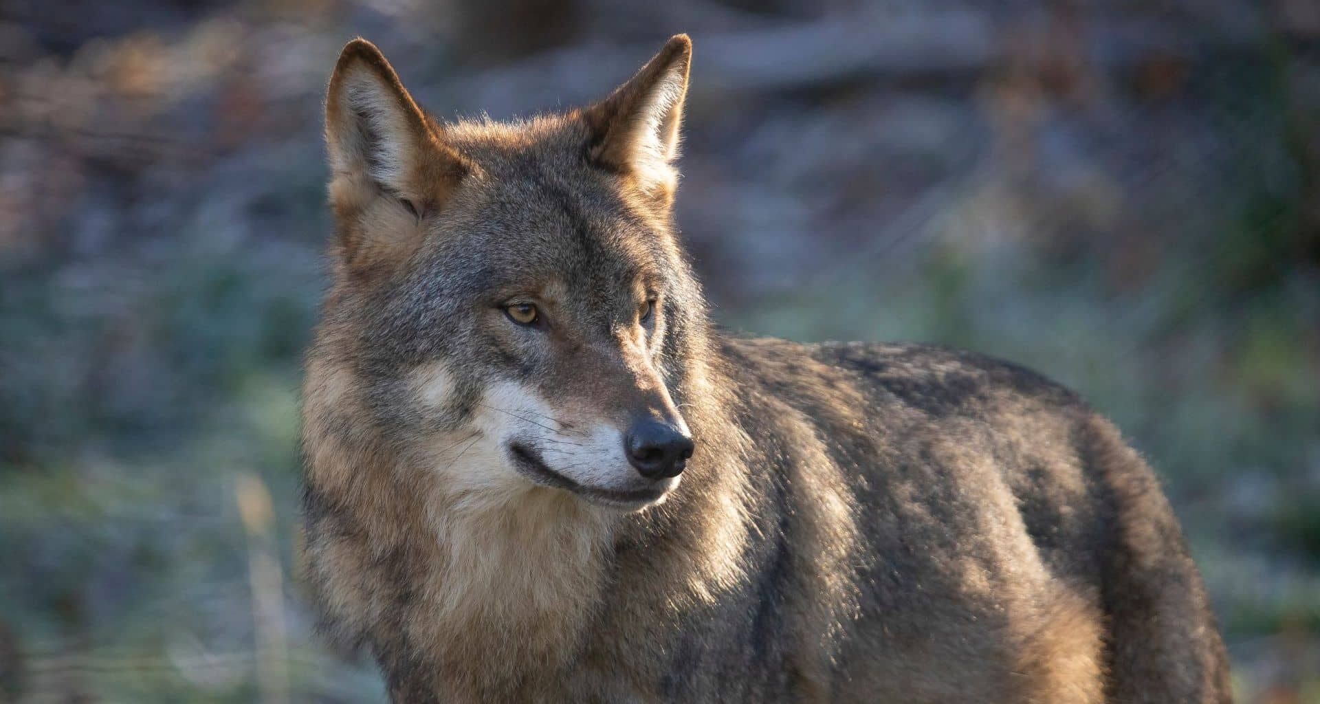 Wolf, European Wolf. Canis Lupus Lupus