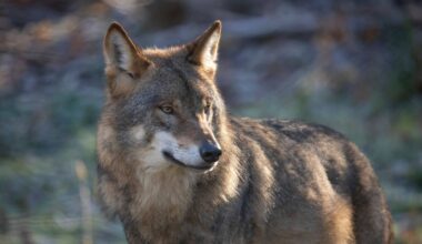 Wolf, European Wolf. Canis Lupus Lupus