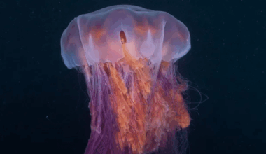 World’s Heaviest Jellyfish Spotted Off Washington Coast