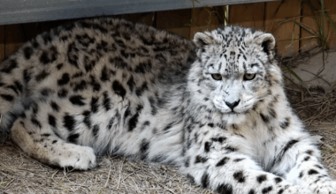 International Day of the Snow Leopard marked in Xining Wildlife Park - news.cgtn.com