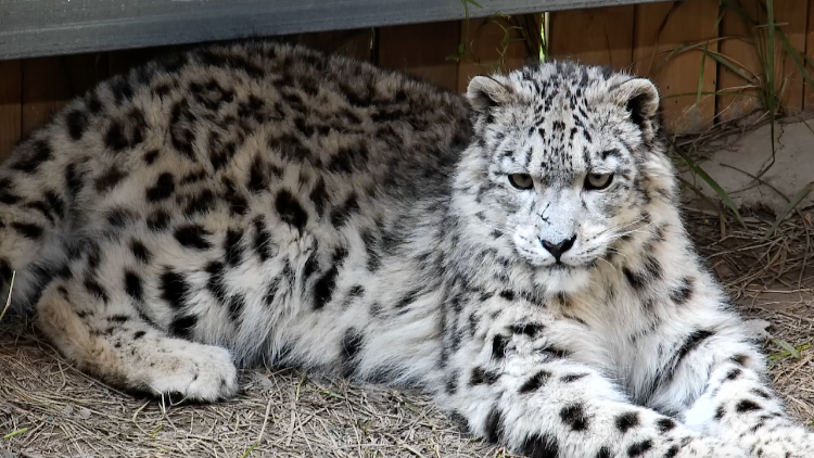 International Day of the Snow Leopard marked in Xining Wildlife Park - news.cgtn.com