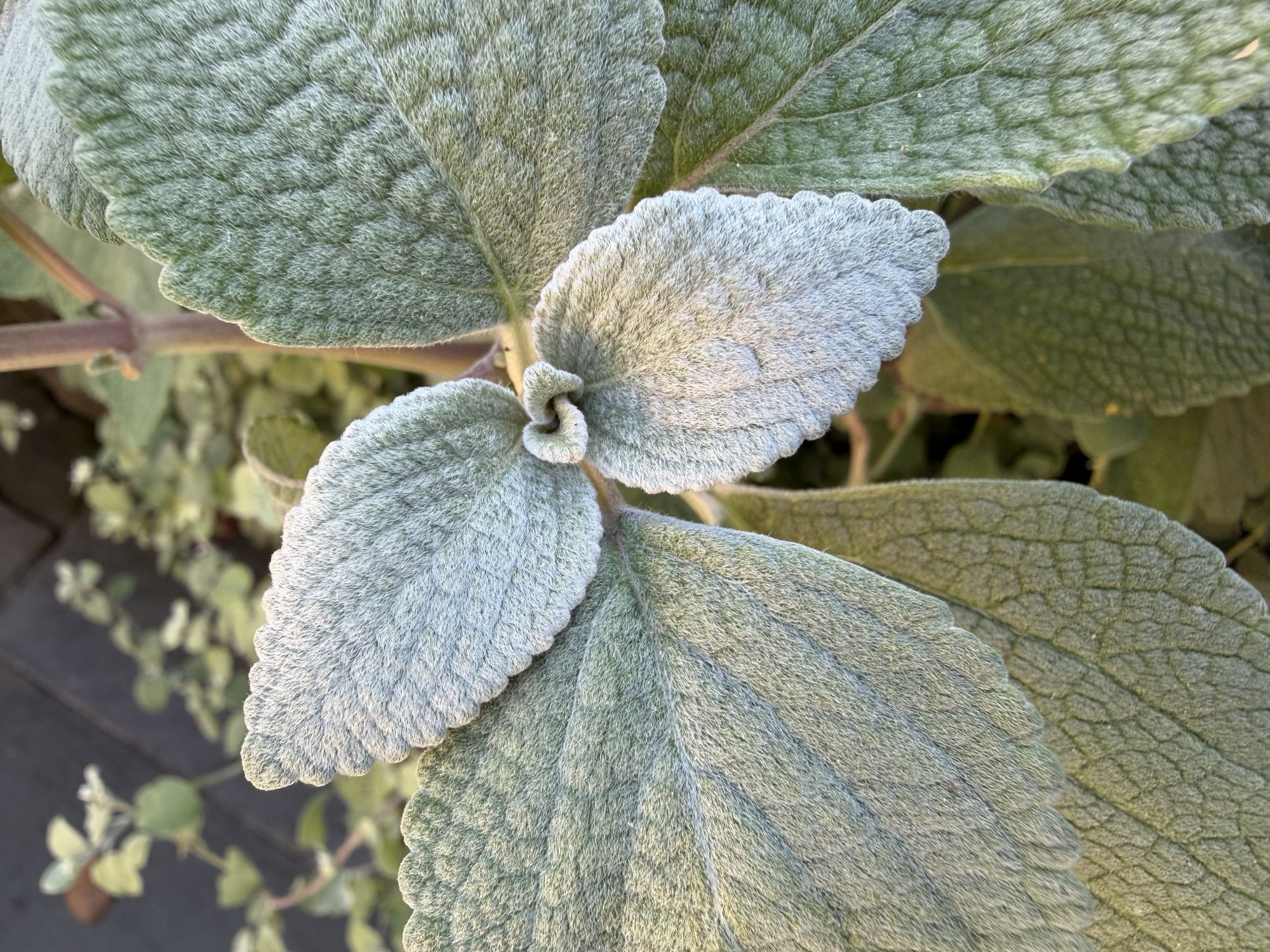 Apple iPhone 17 Pro Max macro sample.