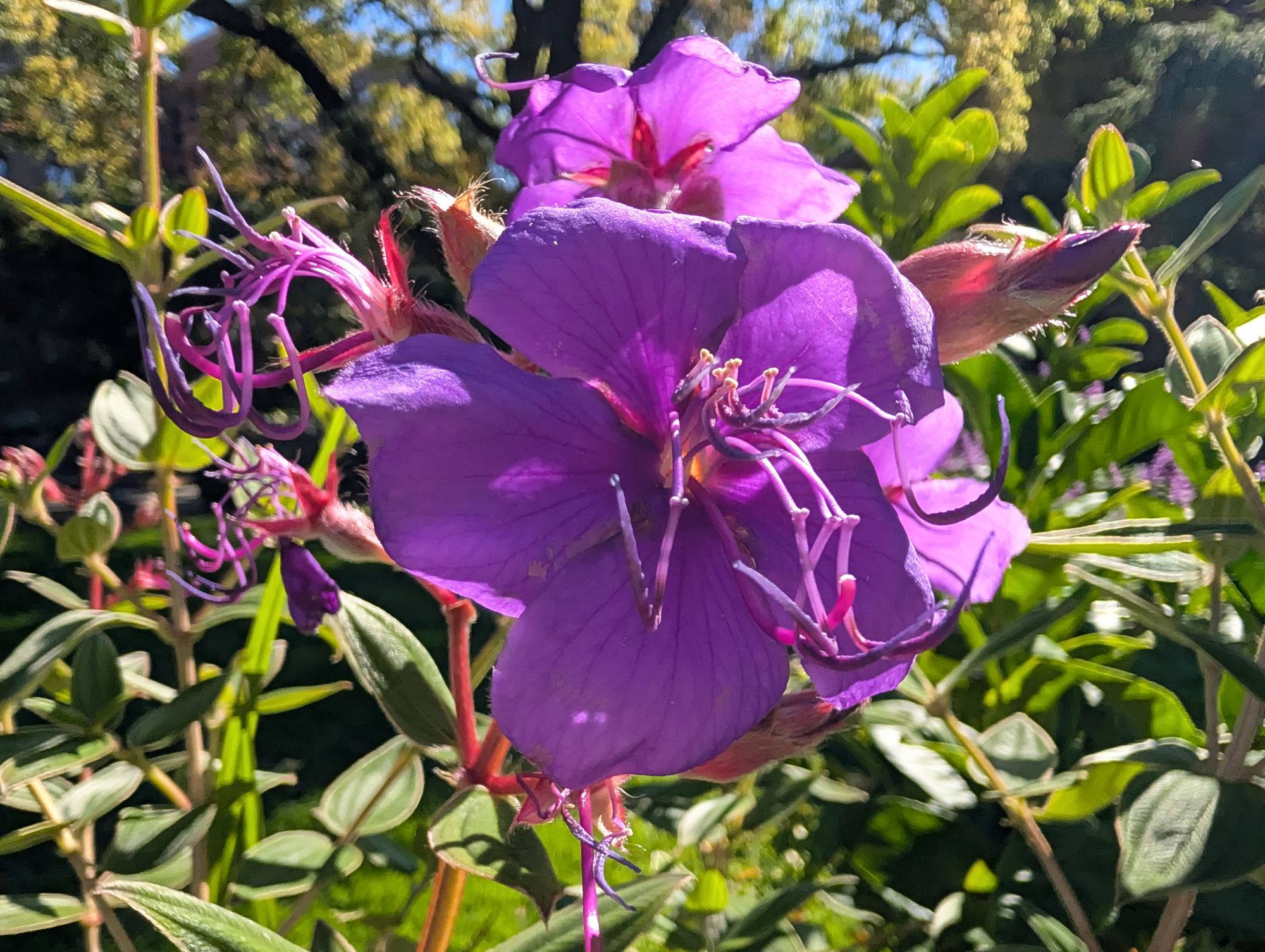 Google Pixel 10 Pro XL macro sample.