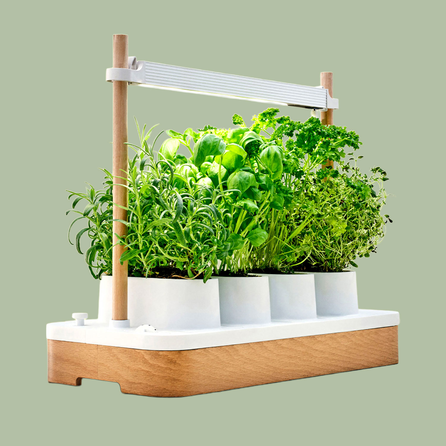 Indoor herb garden with grow light.