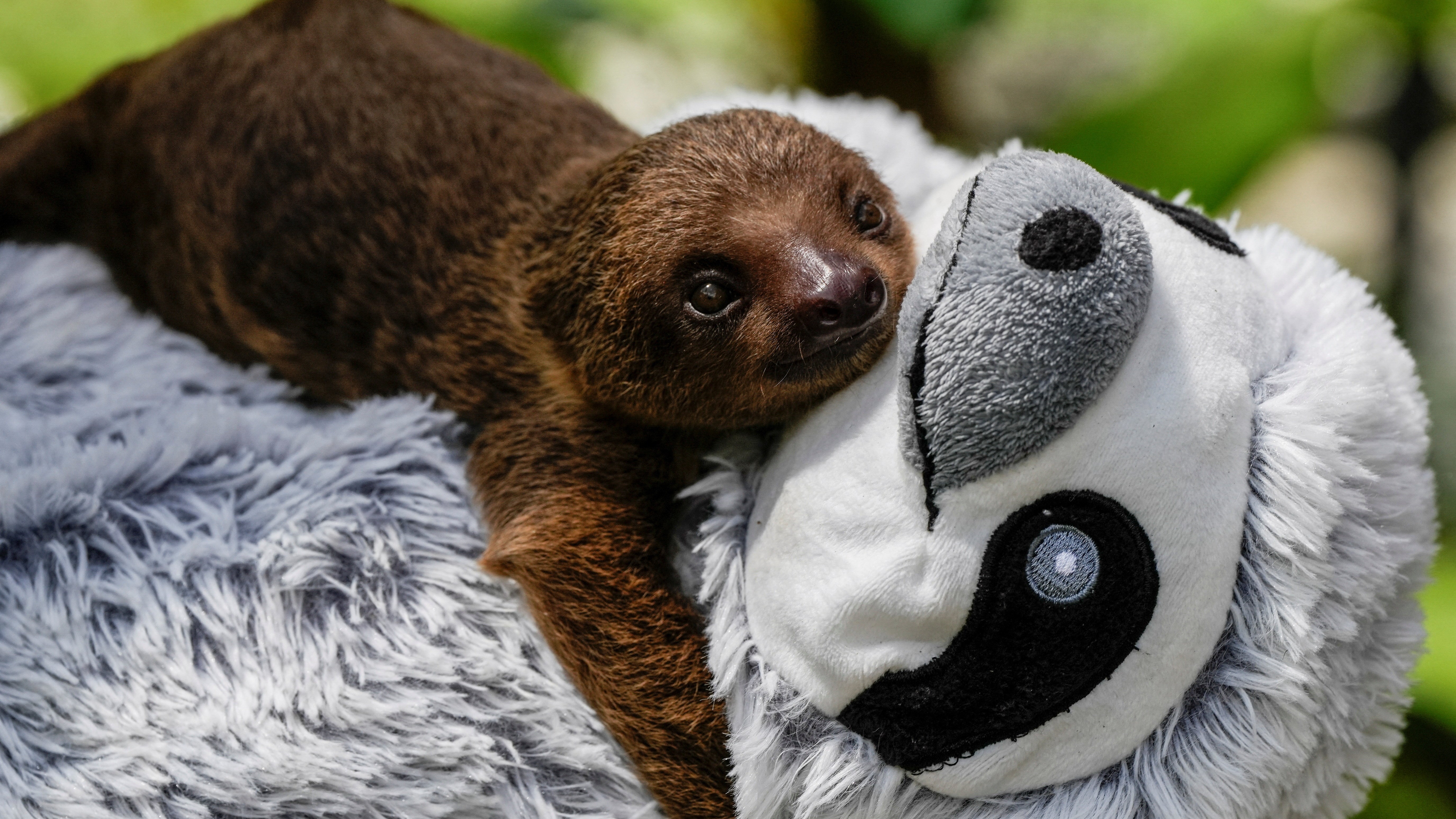 An orphaned two-toed sloth in Panama City — and other news in pictures