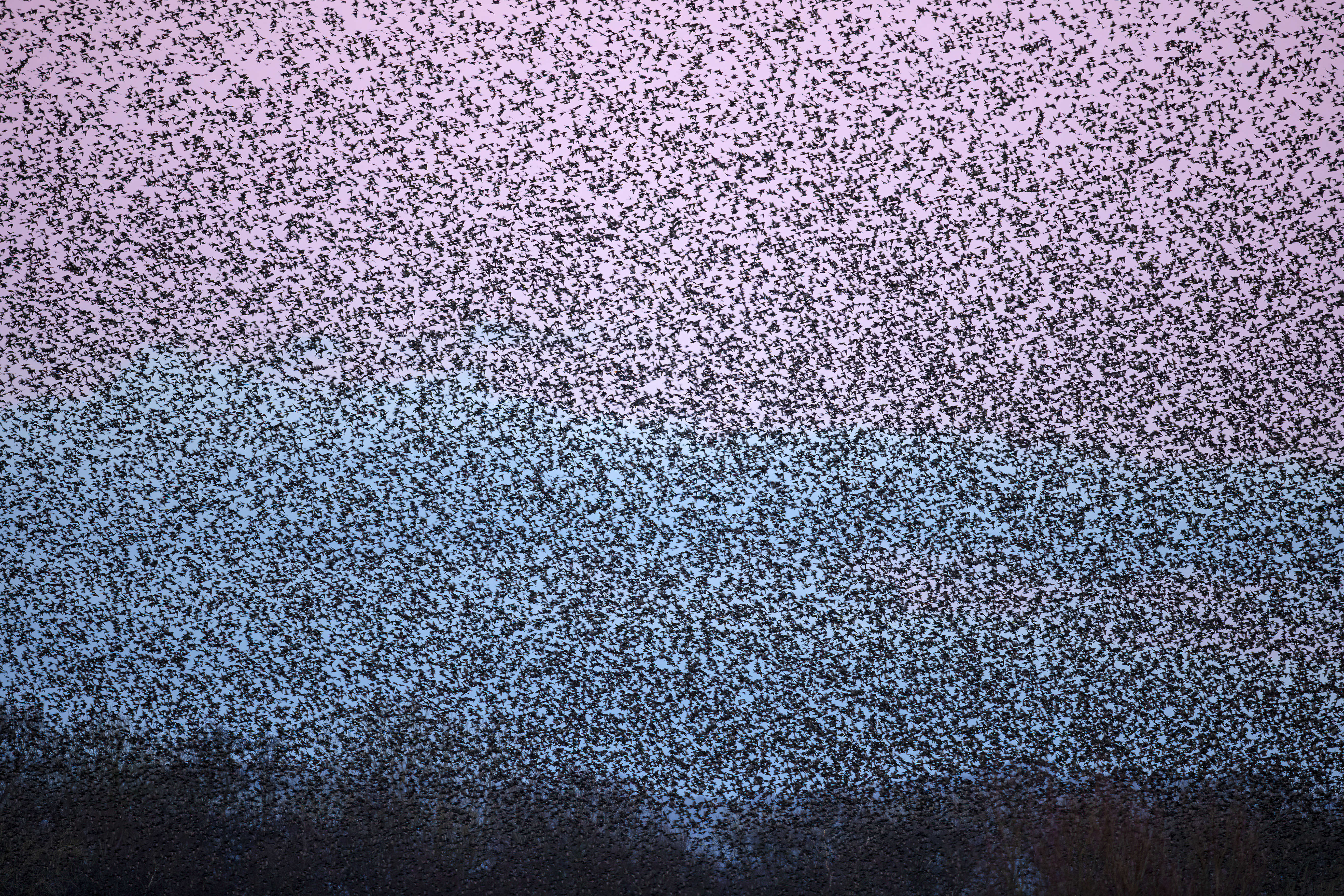 Thousands of starlings in a murmuration against a pink and blue dusk sky.