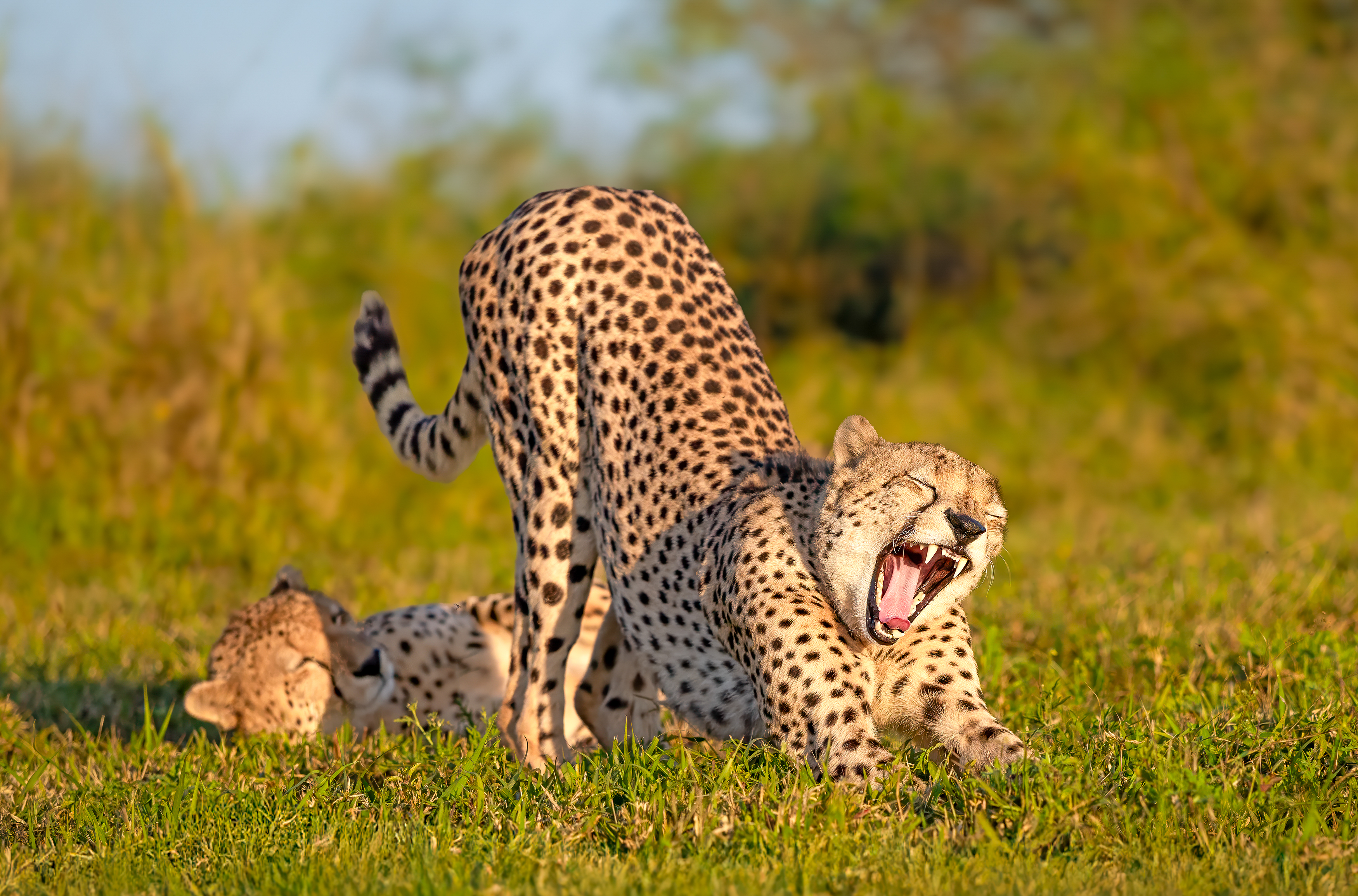A cheetah stretches with its mouth open wide in a yawn, while another cheetah lies down in the background.