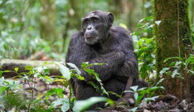 Chimps Are Rational Now, Too? War on Human Exceptionalism Goes On