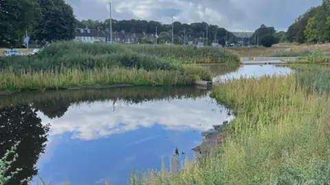 The Living Coast/Roderick Wilson A shot of a wetland lake and plants around it in Brighton with houses in the background