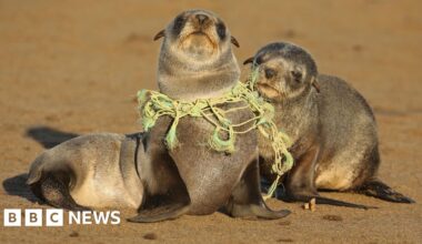the fatal toll of plastic revealed