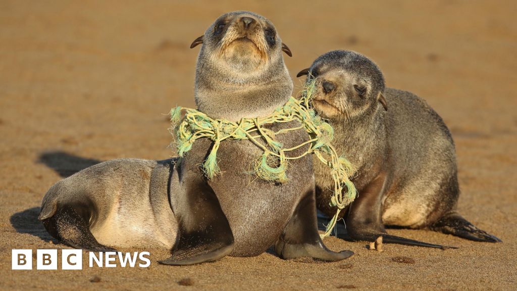 the fatal toll of plastic revealed