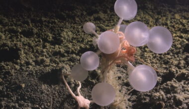 Armored worms and death-ball sponges among array of life newly documented from the deep sea