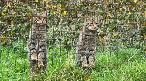 Malcolm Prior/BBC Two wildcats have raised themselves up on a wire fence to look up at something in the distance. They are in a pen of grass and rough shrubland.