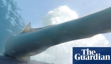 ‘The ultimate free Uber around the sea’: suckerfish find dream solution to transport woes | Environment