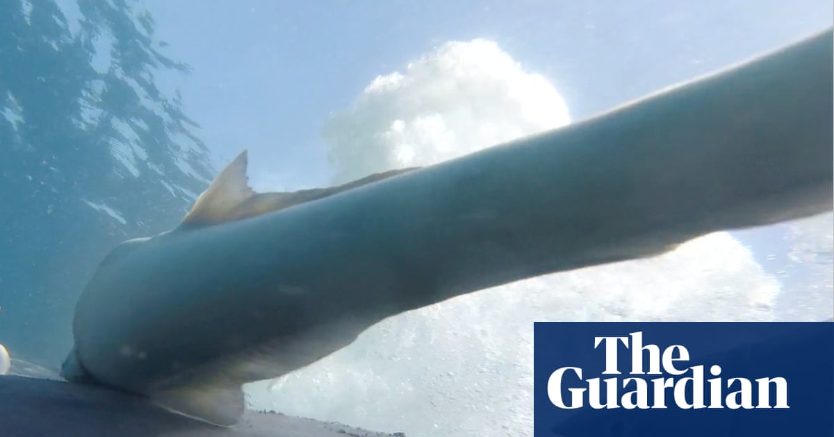 ‘The ultimate free Uber around the sea’: suckerfish find dream solution to transport woes | Environment