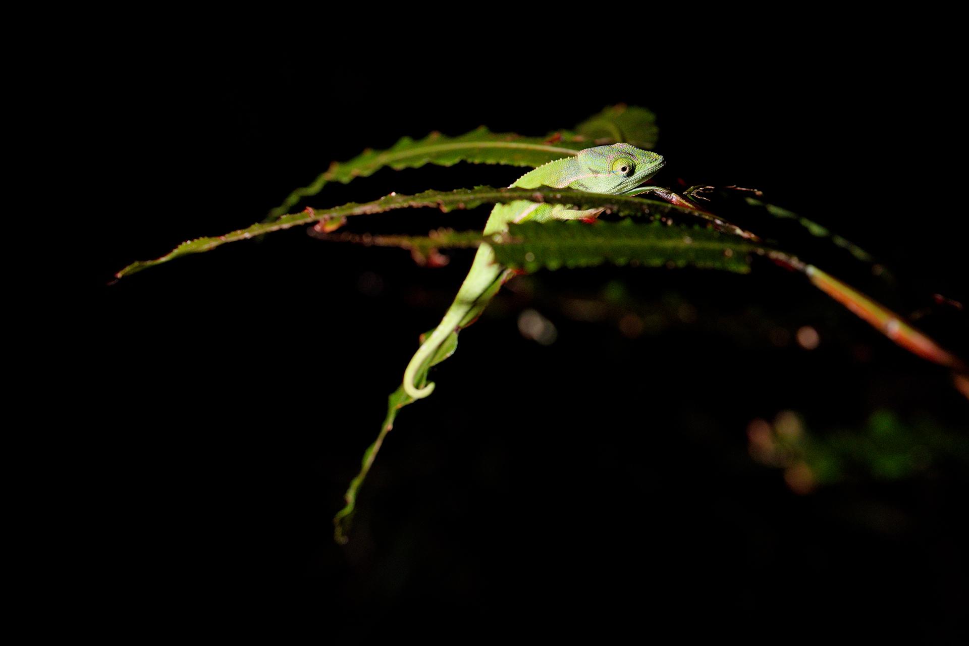 A small light green chameleon rests on a branch.