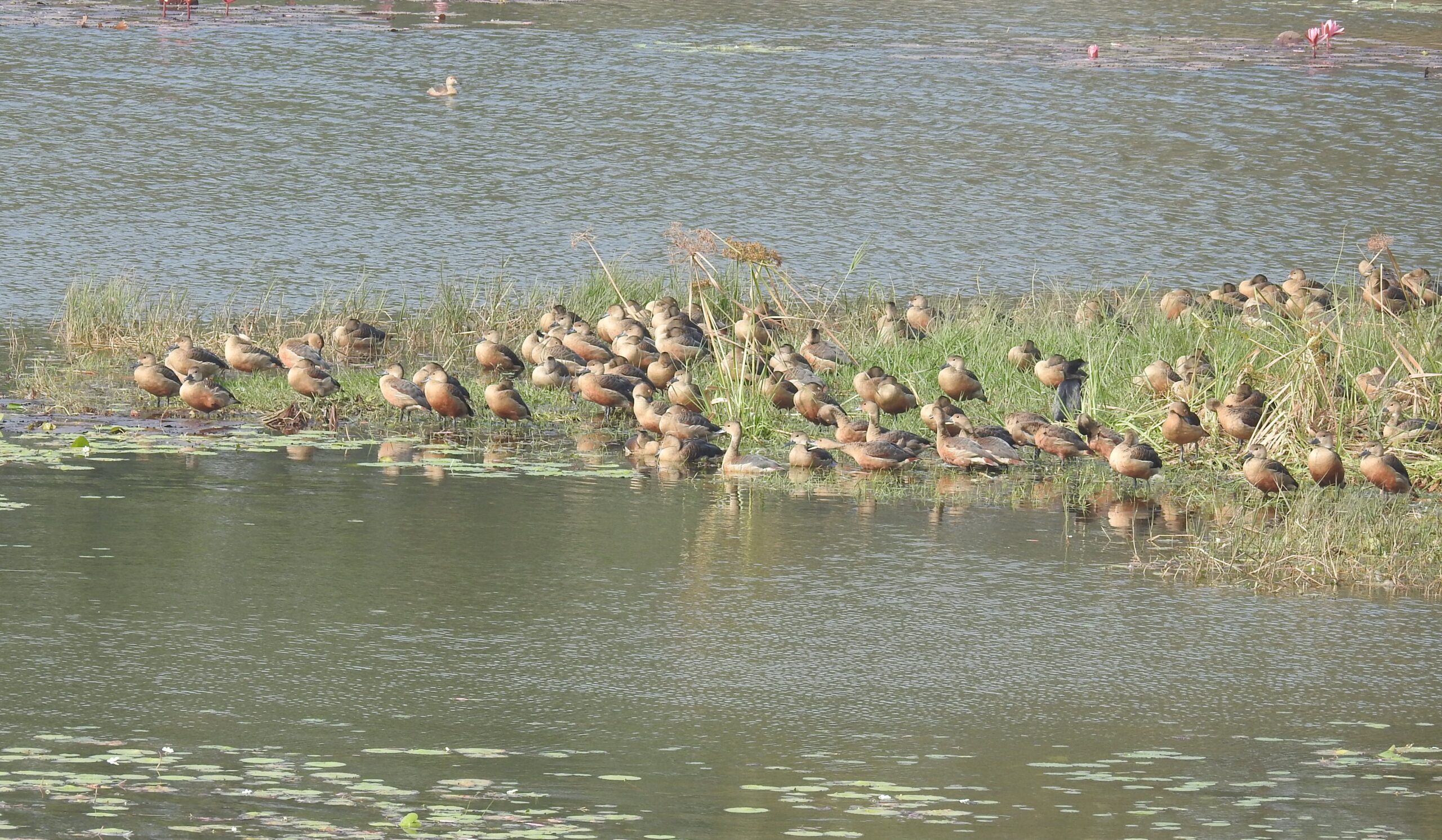 Lesser Whistling-duck spotted in the study area. Image by Hem Bahadur Katuwal.