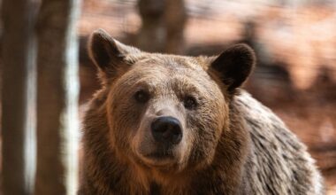 Residents in rural Greece struggle as bears and wolves make a remarkable comeback