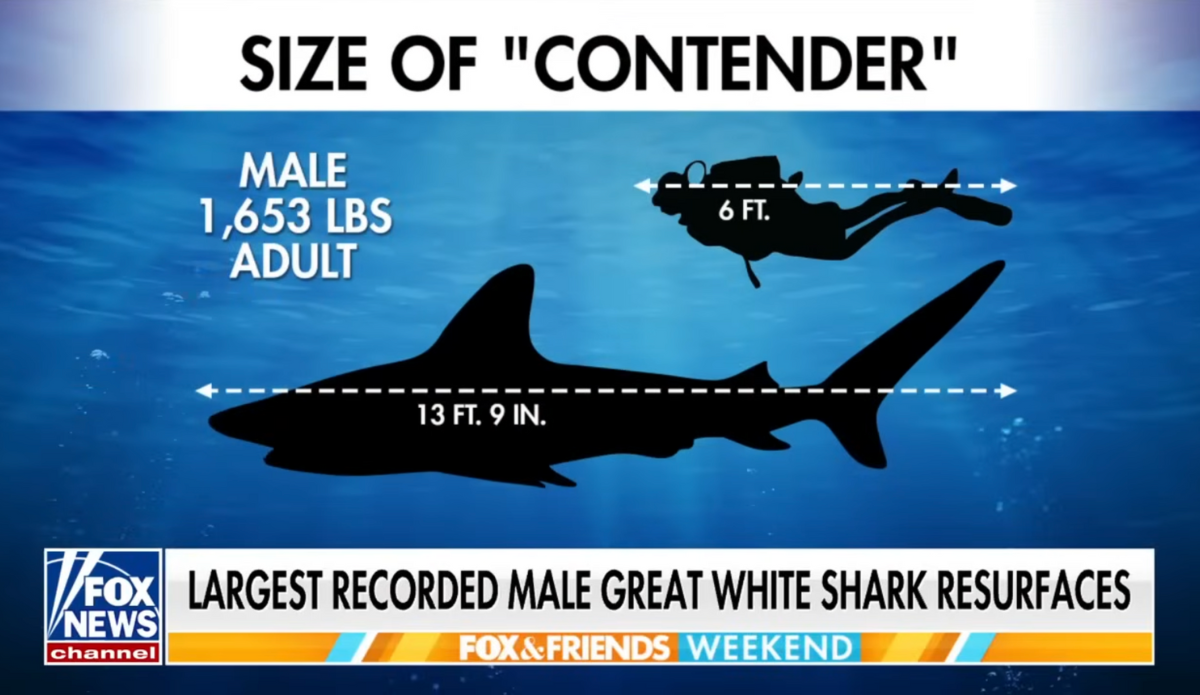 Largest Great White Male Ever Recorded in the Atlantic Is Making His Way Down the East Coast