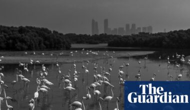 Nature inFocus photography competition 2025: flamingos, foxes and a chilled out chimp - The Guardian
