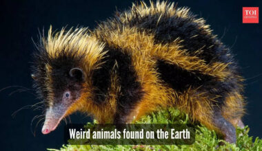 5 unusual and weird creatures in the world