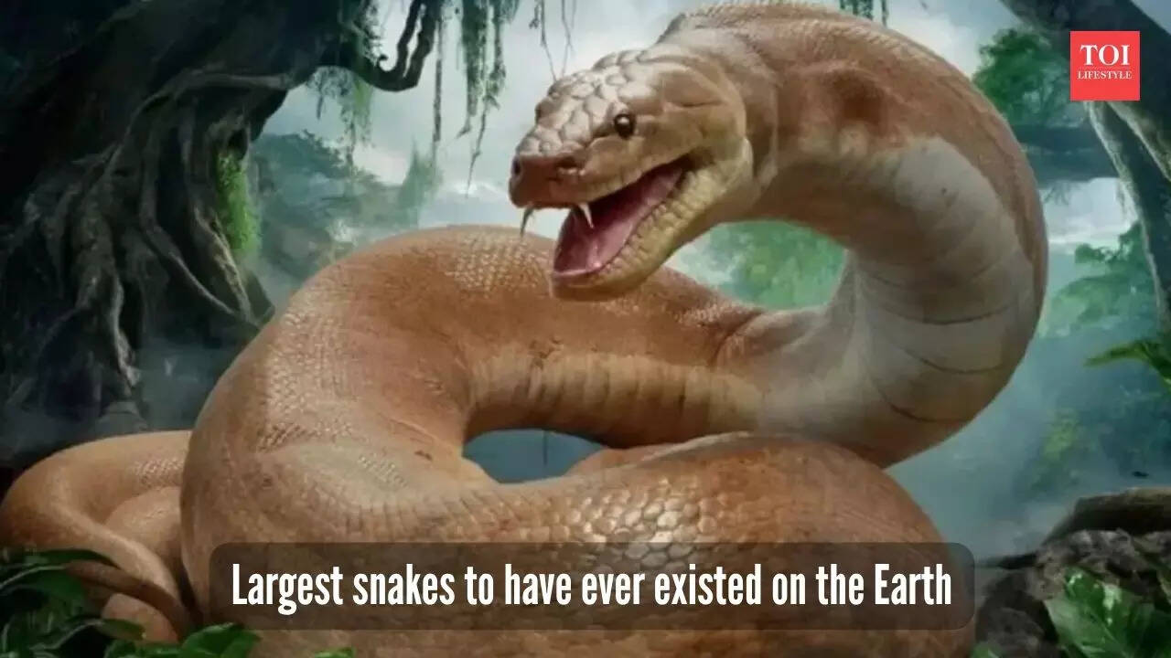 ​5 largest snakes to have ever roamed the Earth​