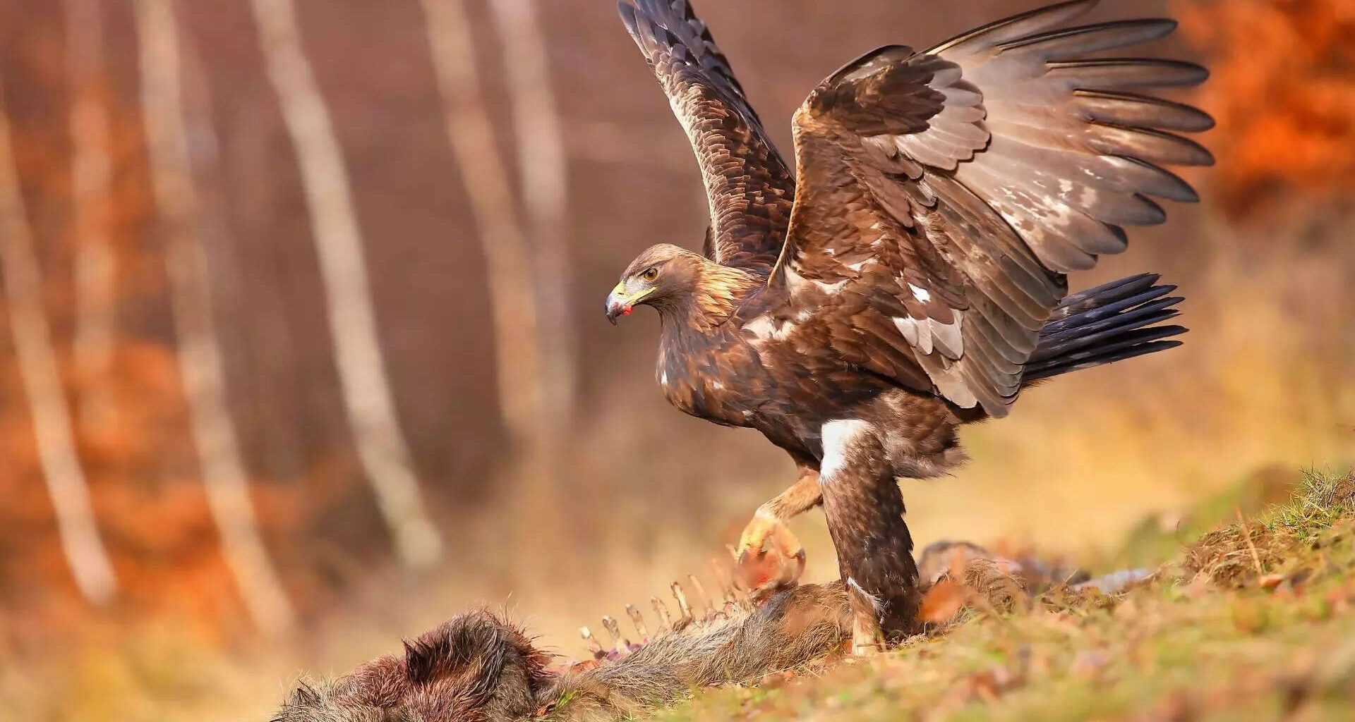 Meet the eagles with the biggest wingspans on Earth