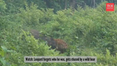 Hunter gets hunted: Watch a wild boar boldly drive off a fierce leopard in viral video