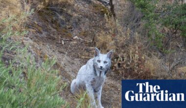 Rare white Iberian lynx captured on film in Spain by amateur photographer | Wildlife