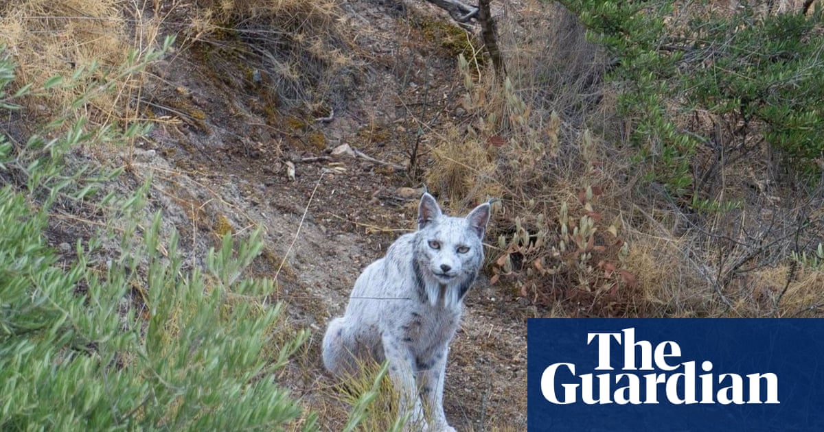 Rare white Iberian lynx captured on film in Spain by amateur photographer | Wildlife