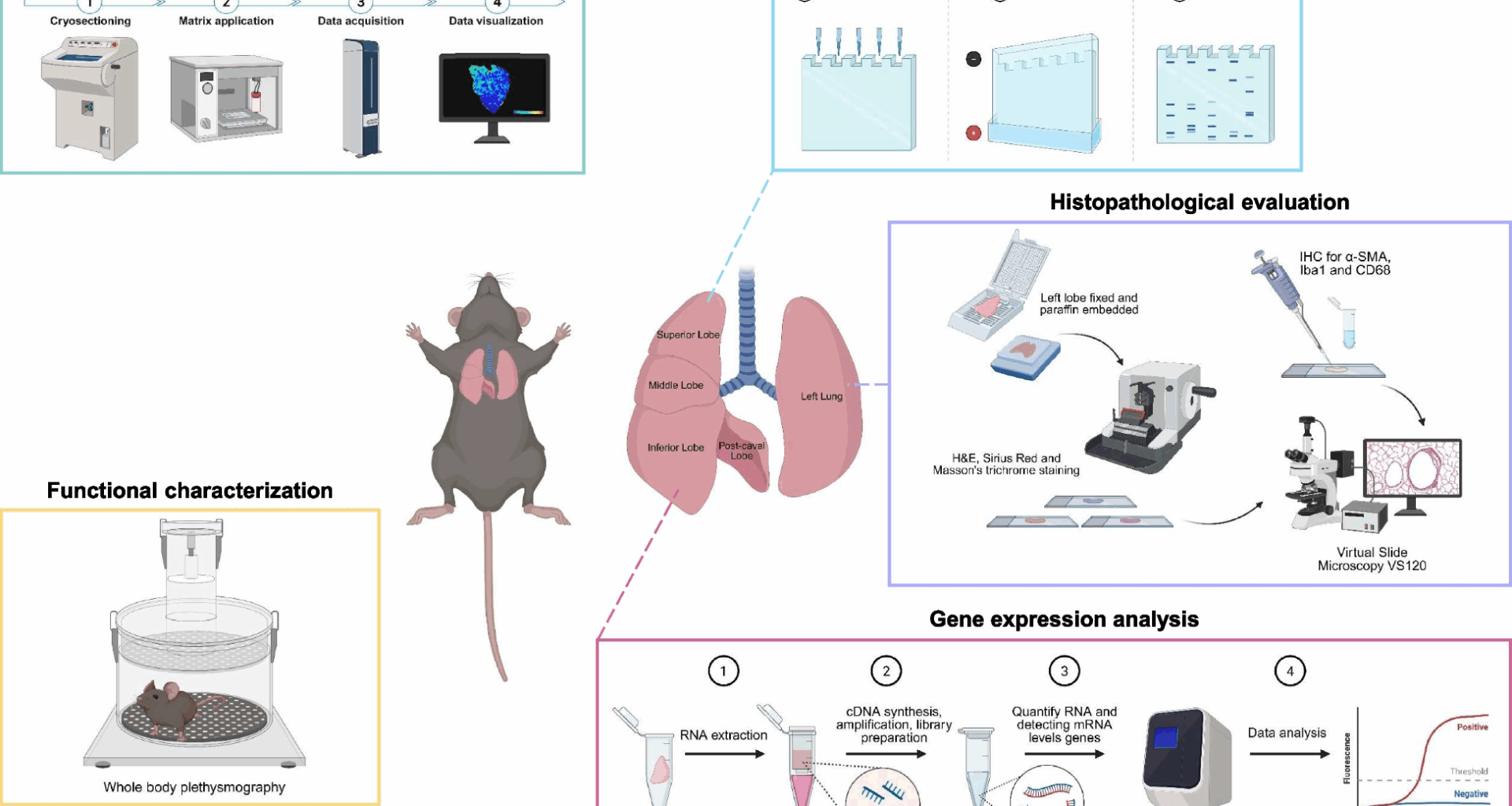 Optimization of intranasal bleomycin dose for effective pulmonary fibrosis induction in mice with minimal animal distress | BMC Pulmonary Medicine
