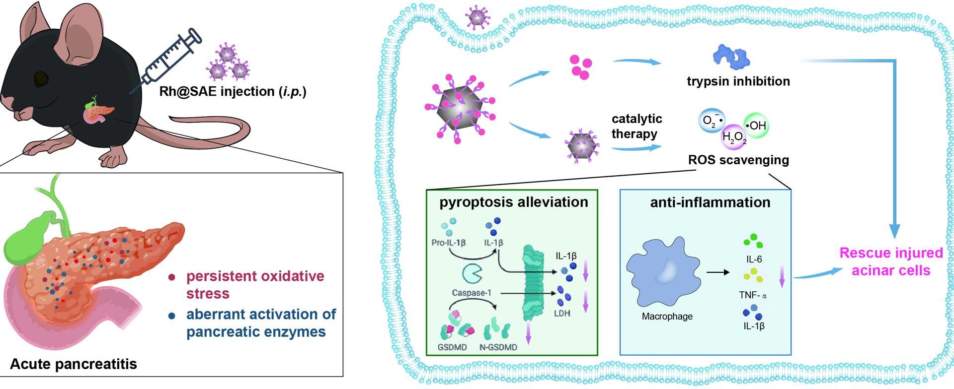 Multienzymatic nanocatalysts attenuate acute pancreatitis via dual modulation of pyroptotic pathways and autodigestion blockade | Journal of Nanobiotechnology