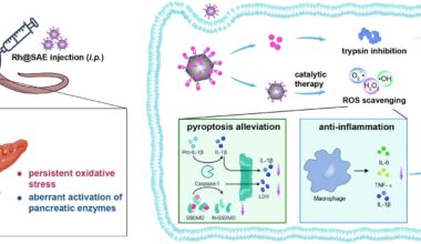 Multienzymatic nanocatalysts attenuate acute pancreatitis via dual modulation of pyroptotic pathways and autodigestion blockade | Journal of Nanobiotechnology