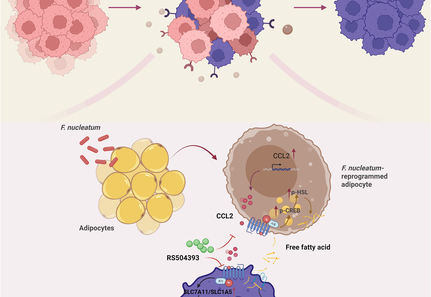 Fusobacterium nucleatum-reprogrammed adipocytes promote tumor cisplatin resistance through the CCL2-CCR2 axis in the necrotic metastatic neck nodes of head and neck carcinoma | Cell Communication and Signaling
