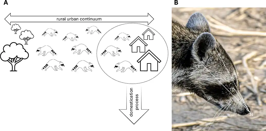 Illustration of raccoons and image of a raccoon face indicating the lines of the snout.
