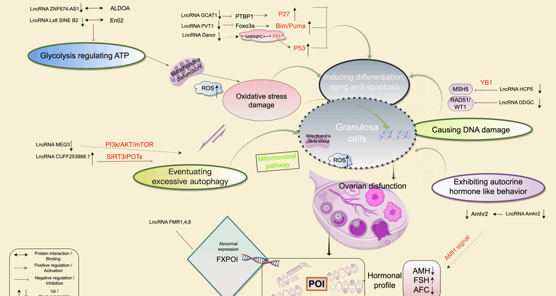 The implications of LncRNAs and premature ovarian insufficiency | Journal of Ovarian Research