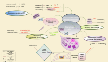 The implications of LncRNAs and premature ovarian insufficiency | Journal of Ovarian Research