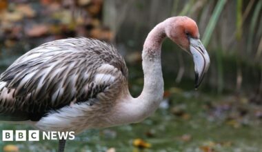 Expert has hope for 'resilient' missing flamingo in Cornwall