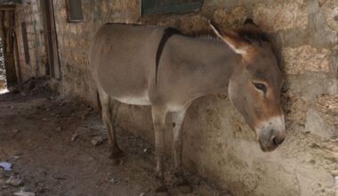 Study of Donkey Poop Reveals a Microplastics Problem