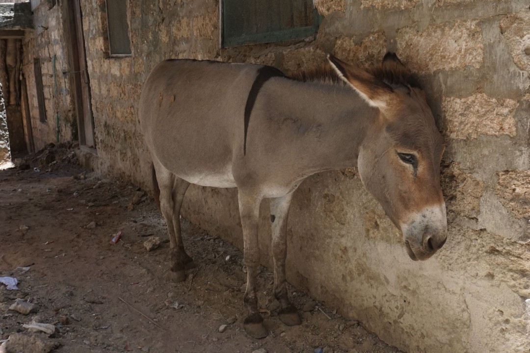 Study of Donkey Poop Reveals a Microplastics Problem