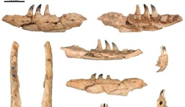 Komodo Dragon Thessaloniki