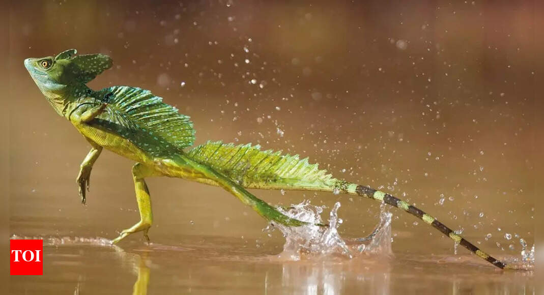Meet the basilisk lizard that walks on water: The secret behind how it glides across rivers and outsmarts predators |