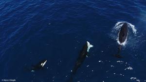 Orcas seen killing young great white sharks by flipping them upside-down