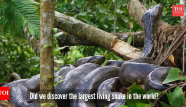 Largest snake in the world? Expeditioners find a 20.7-foot anaconda on a TV show shoot