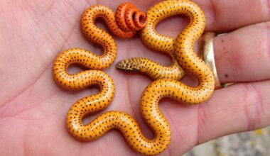 10 Cutest Snake Species That Have Us Squeeing