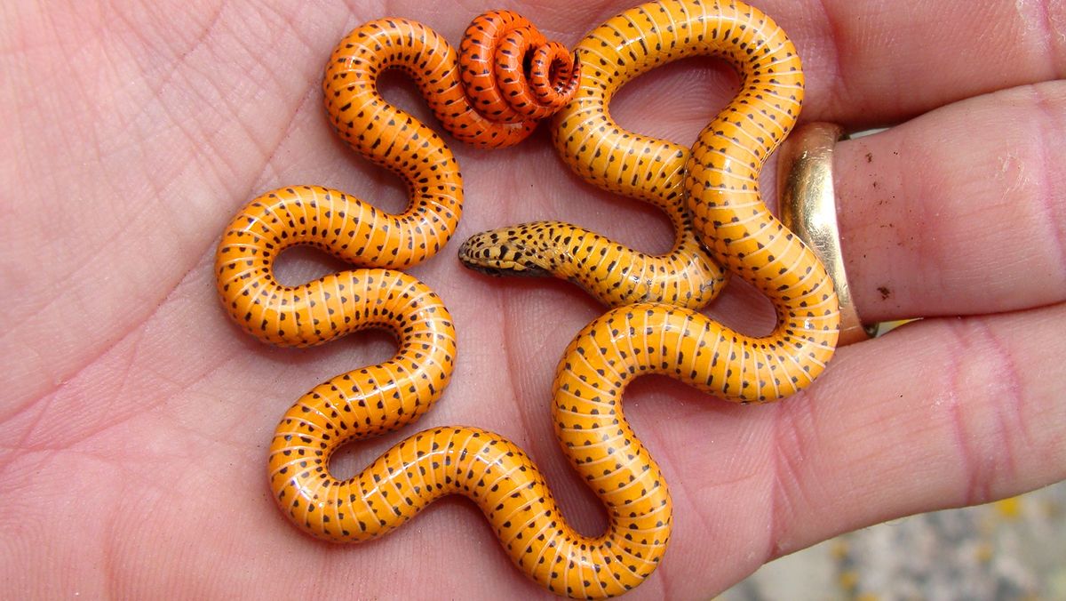 10 Cutest Snake Species That Have Us Squeeing
