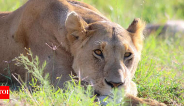 Nature’s 7 most dangerous female animals from green anaconda to lioness |