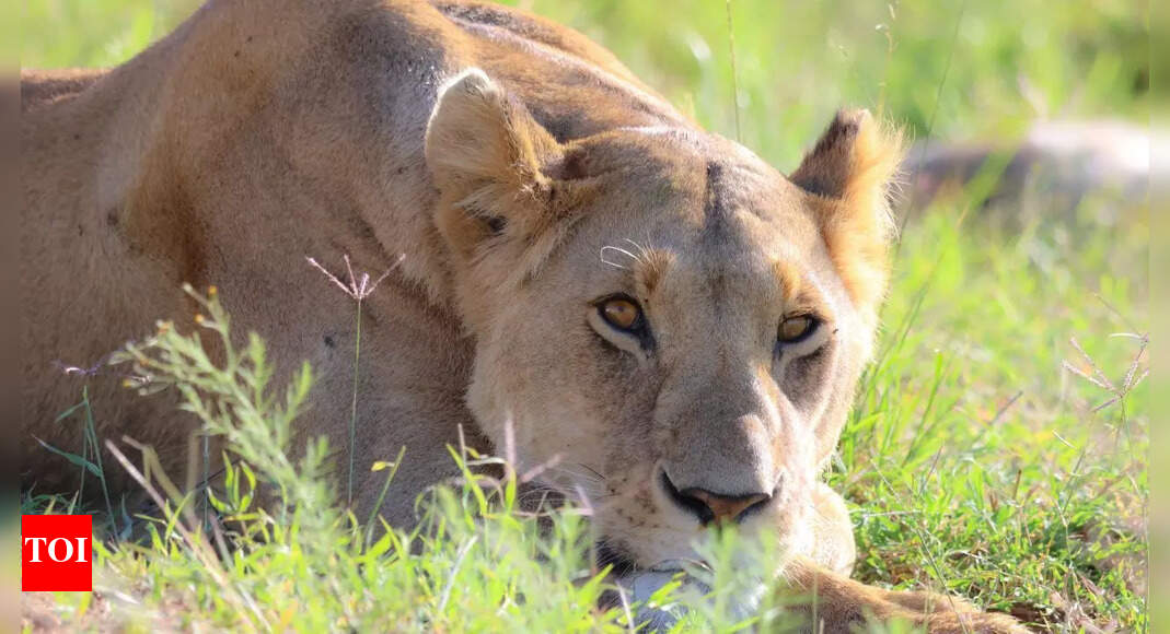 Nature’s 7 most dangerous female animals from green anaconda to lioness |