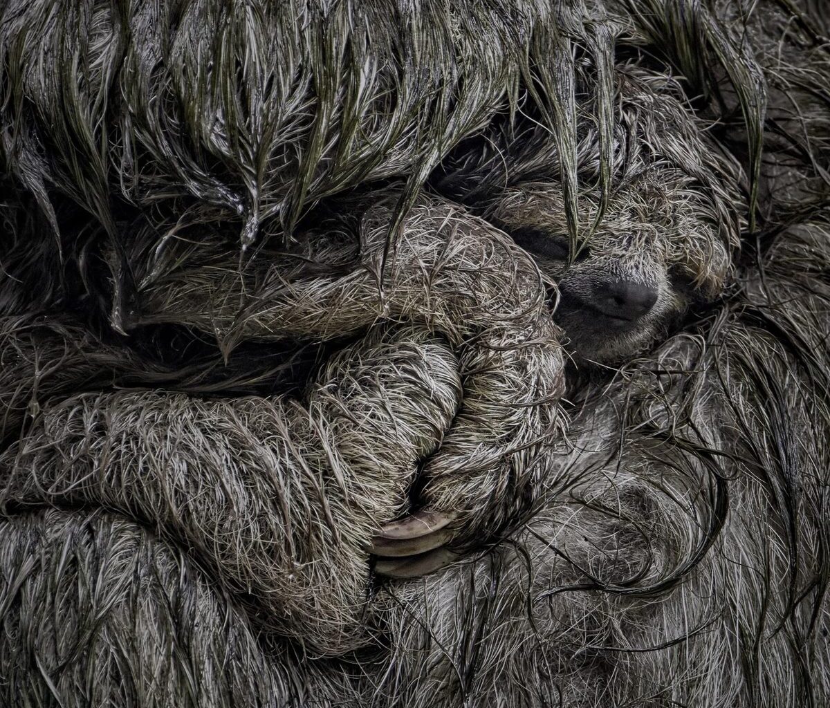 Snoozing sloths and dazzling bees: Close-up Photographer of the Year 2025 shortlist revealed